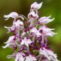 Orchis Italica Bonsai Pyramid Monkey Orchid 100 PCS Seeds