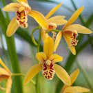 Orchid Cymbidium Yellow Flowers Red Purple Tongue 100 PCS Seeds