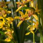 Orchid Cymbidium Yellow Flowers Red Purple Tongue 100 PCS Seeds