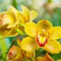 Orchid Cymbidium Yellow Flowers Red Purple Tongue 100 PCS Seeds
