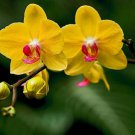 Orchid Yellow Flowers with Blackish Red Tongue Flowers 100 PCS Seeds