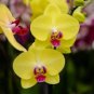 Orchid Yellow Flowers with Blackish Red Tongue Flowers 100 PCS Seeds