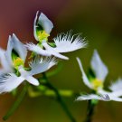 Orchid Japanese Egret Flowers 200 PCS Seeds Orchid Japanese Egret Flowers 200 PCS Seeds