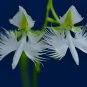 Orchid Japanese Egret Flowers 200 PCS Seeds