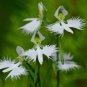 Orchid Japanese Egret Flowers 200 PCS Seeds