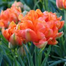 Orange Tulip 100 PCS Seeds