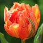 Orange Tulip 100 PCS Seeds