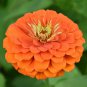 Orange Zinnia Angustifolia Flower 30 PCS Seeds