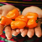 Orange Yellow Habanero Pepper Capsicum 28 PCS Seeds