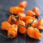 Orange Yellow Habanero Pepper Capsicum 28 PCS Seeds