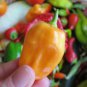 Orange Yellow Habanero Pepper Capsicum 28 PCS Seeds