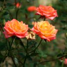 Orange Rose 100 PCS Seeds