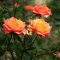 Orange Rose 100 PCS Seeds