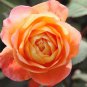 Orange Rose 100 PCS Seeds