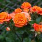 Orange Rose 100 PCS Seeds