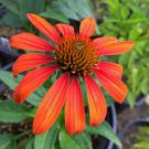 Orange Meadowbrite Echinacea Perennial Coneflower 200 PCS Seeds