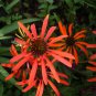 Orange Meadowbrite Echinacea Perennial Coneflower 200 PCS Seeds