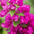 Orange Purple Bougainvillea 100 PCS Seeds