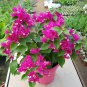 Orange Purple Bougainvillea 100 PCS Seeds