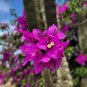 Orange Purple Bougainvillea 100 PCS Seeds