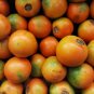 Orange Naranjilla Solanum Quitoense Fruit 100 PCS Seeds