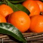 Orange Mandarin Citrus Fruit 20 PCS Seeds