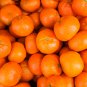 Orange Mandarin Citrus Fruit 20 PCS Seeds