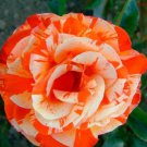 ORANGE INTUITION ROSE BUSH STRIPED 400 PCS Seeds