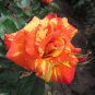 ORANGE INTUITION ROSE BUSH STRIPED 400 PCS Seeds