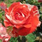ORANGE INTUITION ROSE BUSH STRIPED 400 PCS Seeds