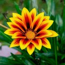 Orange Gazania Flower 20 PCS Seeds