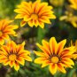 Orange Gazania Flower 20 PCS Seeds