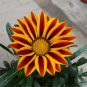 Orange Gazania Flower 20 PCS Seeds