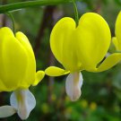 Orange Dicentra spectabilis 100 PCS Seeds Orange Dicentra spectabilis 100 PCS Seeds