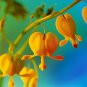 Orange Dicentra spectabilis 100 PCS Seeds
