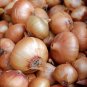 Onion Large White Vegetable 2000 PCS Seeds
