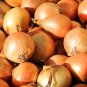 Onion Large White Vegetable 2000 PCS Seeds