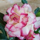 'Orange Daffodils' Adenium Desert Rose 2 PCS Seeds 'Orange Daffodils' Adenium Desert Rose 2 PCS Seeds