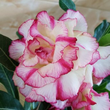 'Orange Daffodils' Adenium Desert Rose 2 PCS Seeds