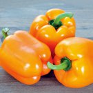 Orange Bell Pepper Organic 25 PCS Seeds