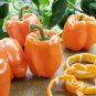 Orange Bell Pepper Organic 25 PCS Seeds