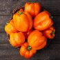 Orange Bell Pepper Organic 25 PCS Seeds