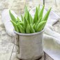 Okra Dark Green Shot Gumbo Vegetables 300 PCS Seeds