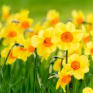 Orange Daffodil Garden Narcissus Flower 100 PCS Seeds