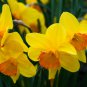 Orange Daffodil Garden Narcissus Flower 100 PCS Seeds