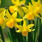 Orange Daffodil Garden Narcissus Flower 100 PCS Seeds
