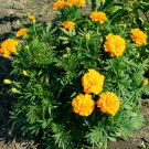 Orange African Marigold French Marigold Herbs Tagetes Erecta Flower 40 PCS Seeds