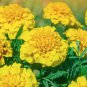 Orange African Marigold French Marigold Herbs Tagetes Erecta Flower 40 PCS Seeds