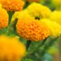 Orange African Marigold French Marigold Herbs Tagetes Erecta Flower 40 PCS Seeds