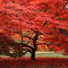 Office Decor Japanese Red Maple Hybrid Bonsai 20 PCS Seeds Office Decor Japanese Red Maple Hybrid Bonsai 20 PCS Seeds